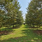 Năng Suất Sầu Riêng Monthong Tại Việt Nam: Thực Trạng & Giải Pháp Tăng Trưởng