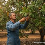 Trồng điều bao lâu thu hoạch?