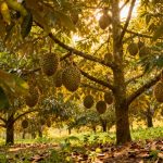 Khoảng cách trồng sầu riêng tối ưu cho từng loại địa hình