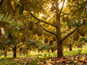 khoang-cach-trong-sau-rieng-2