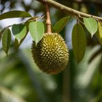 Chăm sóc sầu riêng non: Những điều cần biết