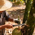 Kỹ thuật ghép cây sầu riêng đạt tỷ lệ sống cao