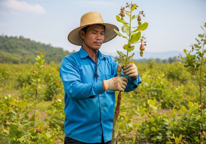 The farmer is grafting cashew trees.-2