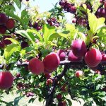 Giống mận ngon nhất ở Việt Nam