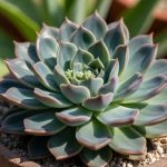 Cách Trồng Sen Đá Tại Nhà: Hướng Dẫn Chi Tiết Cho Người Mới Bắt Đầu