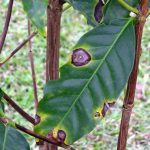 Cách điều trị bệnh đốm mắt cua trên cây cà phê