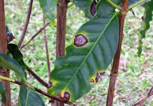 Bệnh đốm mắt cua