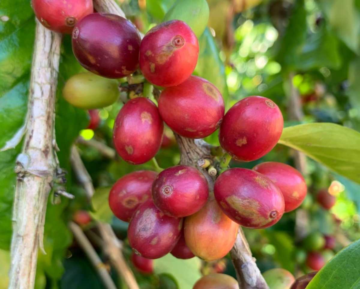 Bệnh đốm mắt cua trên cây cà phê