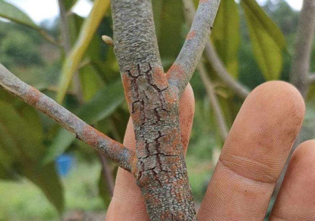 Bệnh nấm hồng
