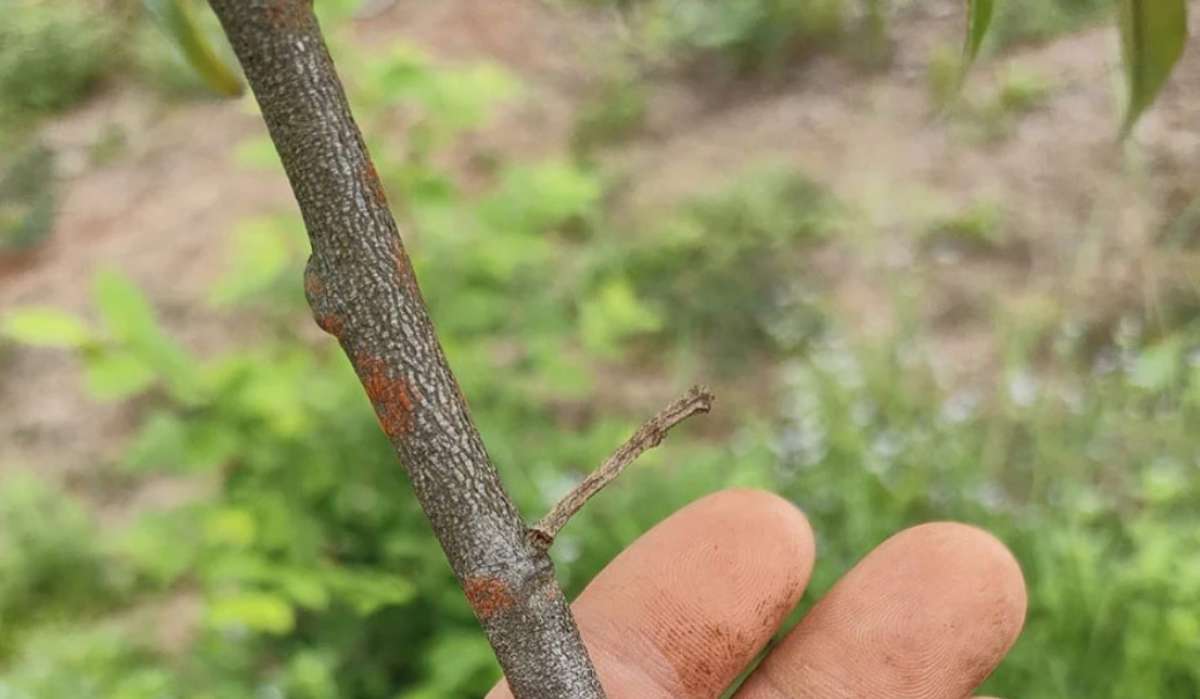 Bệnh nấm hồng trên cây cà phê