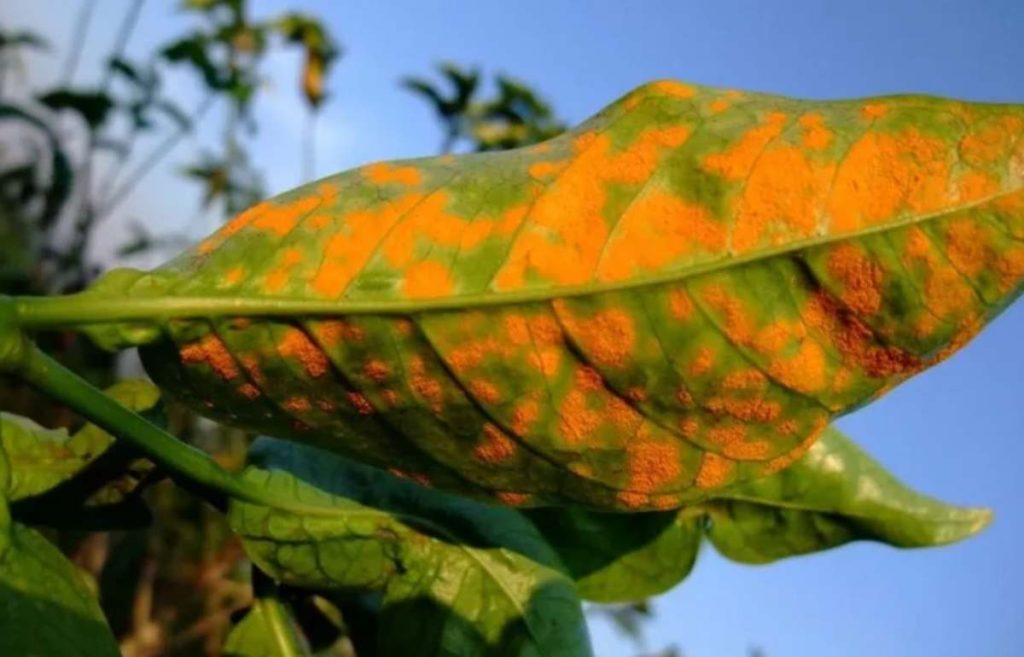 Bệnh rỉ sắt