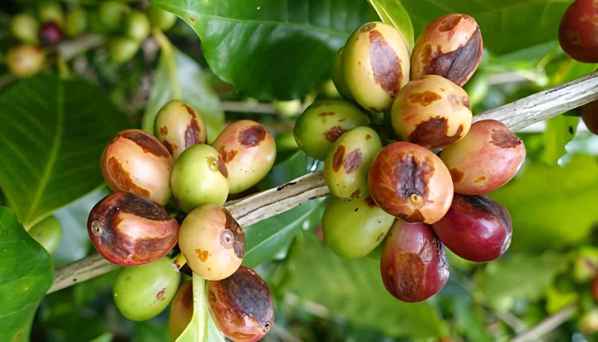 Bệnh thán thư trên cây cà phê