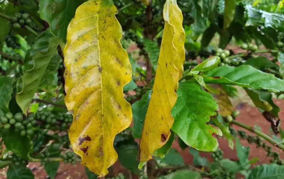 Bị vàng lá trên cây cà phê