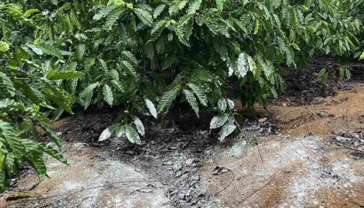 Bón vôi vào gốc cây cà phê