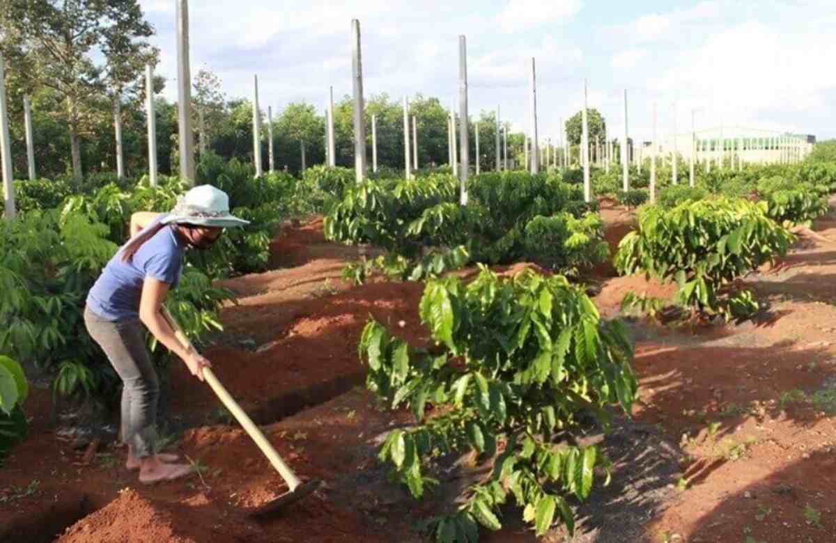 Cách phân mật độ cây cà phê