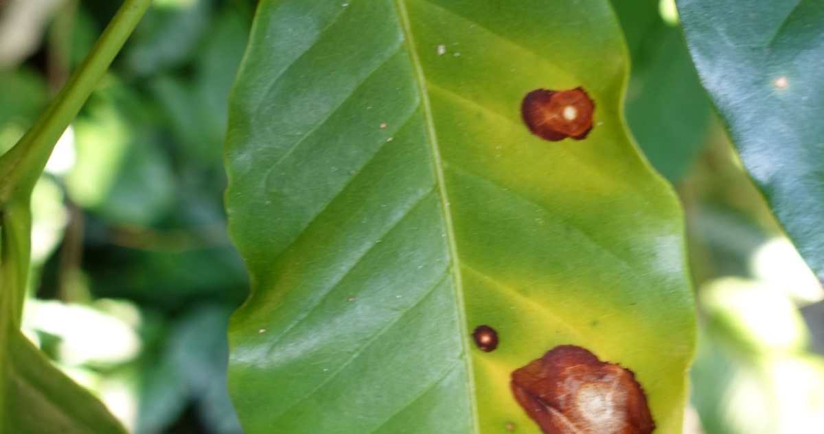 Cây cà phê bị đốm mắt cua