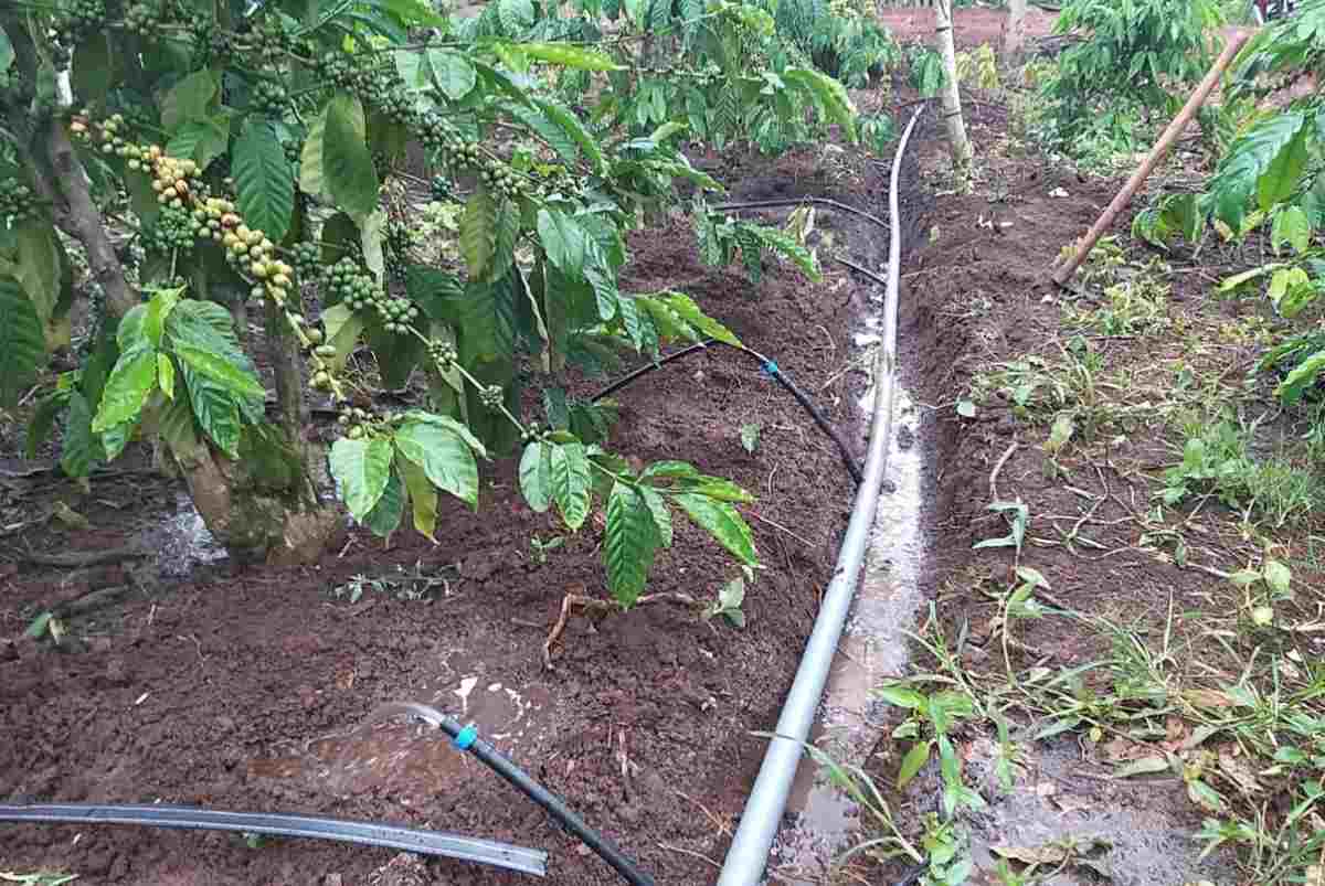 Chăm sóc cà phê bị nấm hồng