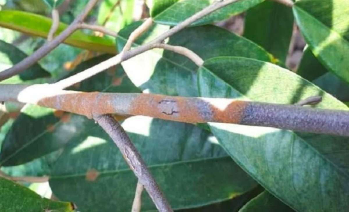 Thân cây cà phê bị nấm hồng