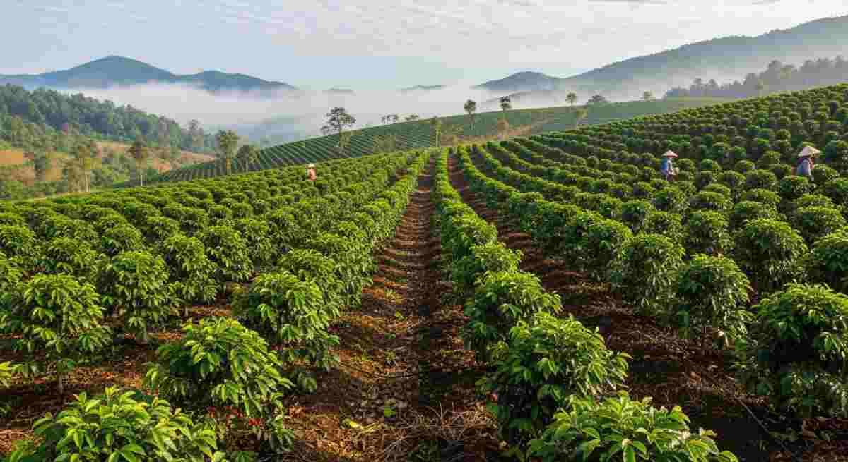 Khoảng cách giữa các cây cà phê