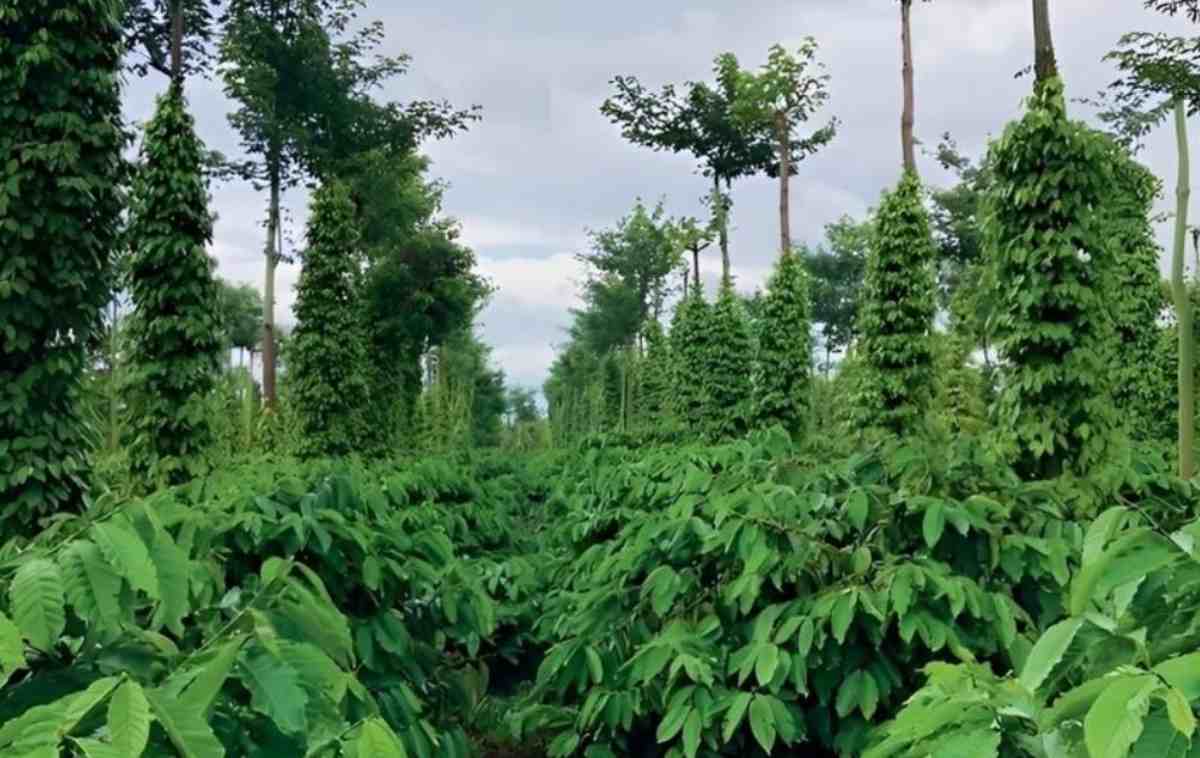 Khoảng cách trồng cây cà phê