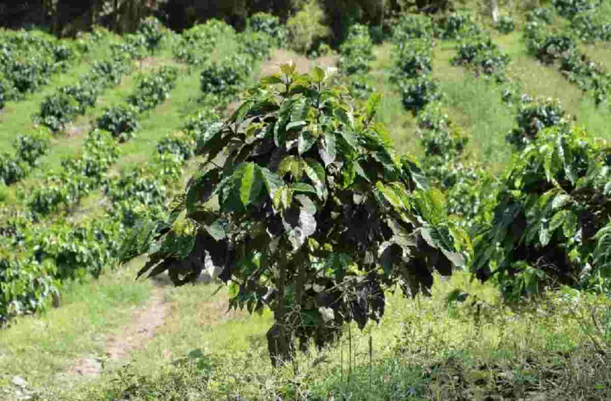 Mật độ cây cà phê