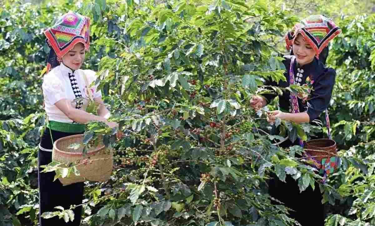 Mật độ trồng cây cà phê phù hợp