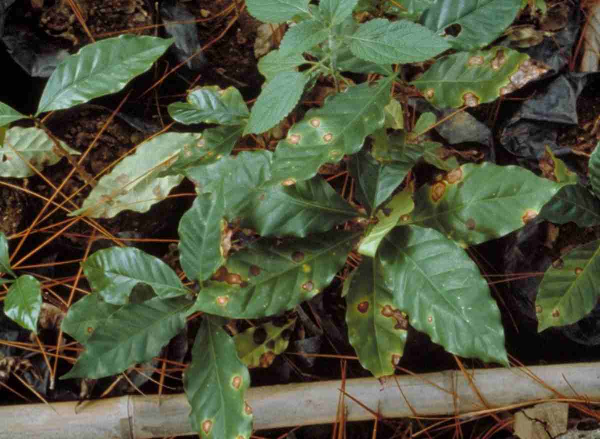 Nguyên nhân gây bệnh đốm mắt trên lá