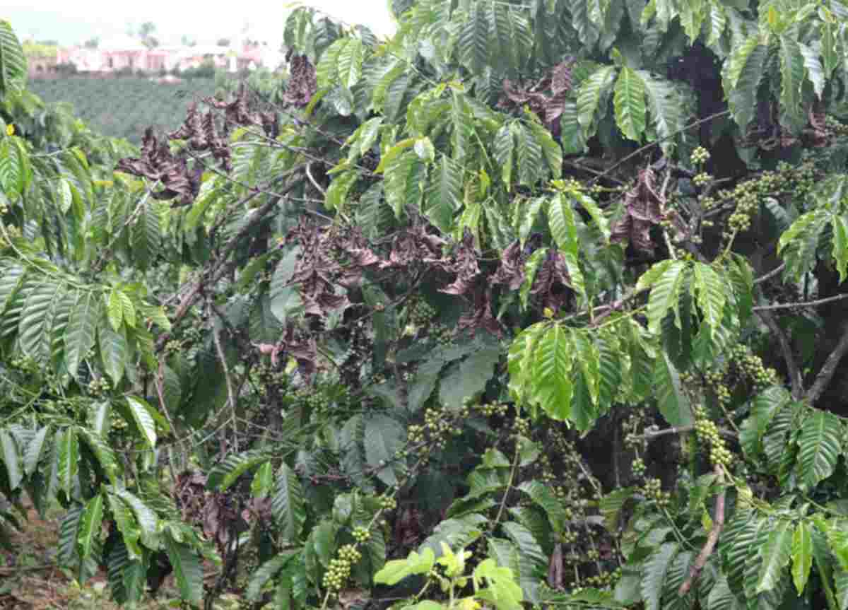 Nguyên nhân gây ra bệnh nấm hồng