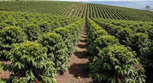 Phân chia vị trí cây cà phê