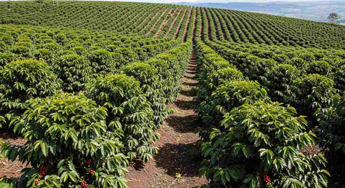 Phân chia vị trí cây cà phê