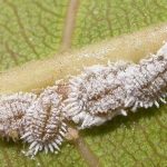 Rệp sáp trên cây cà phê: Nguyên nhân, dấu hiệu và cách phòng trừ hiệu quả