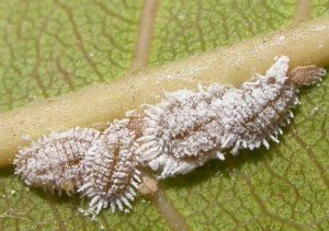 Rệp sáp trên cây cà phê