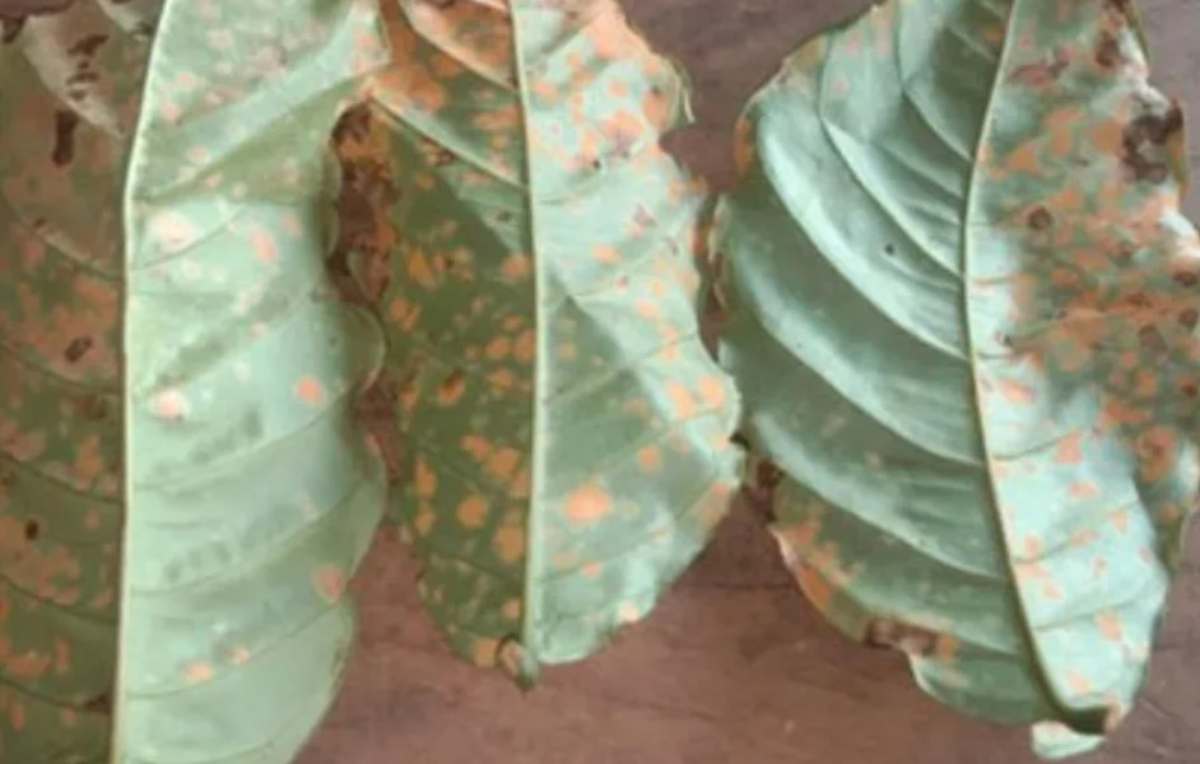 Bệnh rỉ sắt trên cây cà phê