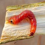 Các loại sâu bệnh hại trên cây cà phê thường gặp và cách xử lý