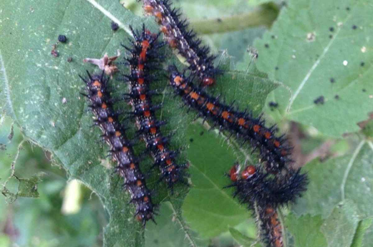 Sâu phá cây cà phê