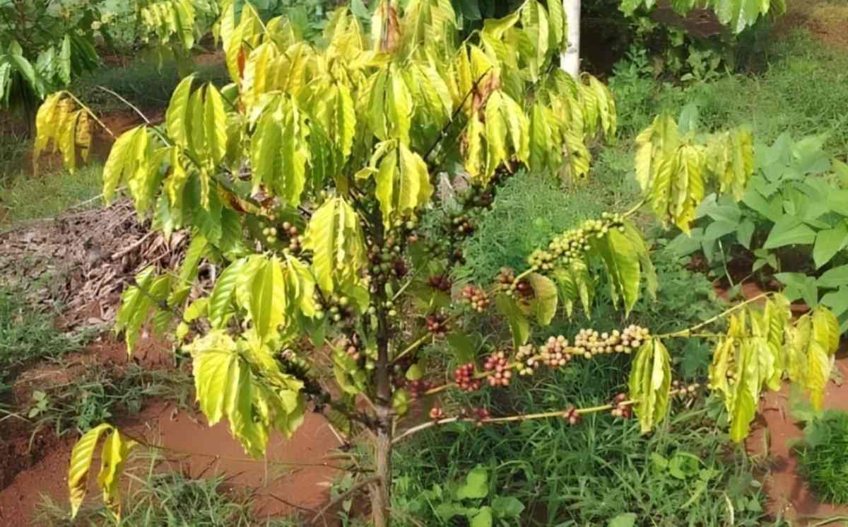 Tìm hiểu về bệnh vàng lá trên cây cà phê