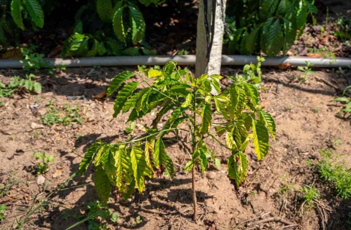 Tìm hiểu về vàng lá