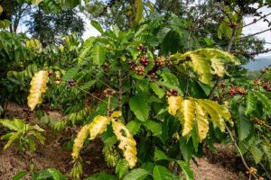 Vàng lá trên cây cà phê