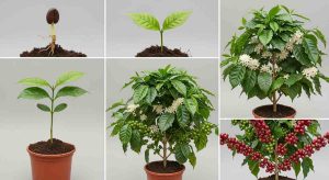 Vòng đời cây cà phê