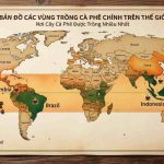 Cây cà phê được trồng nhiều nhất ở đâu trên bản đồ toàn cầu