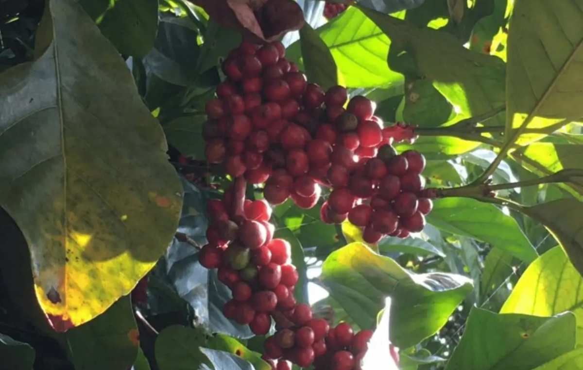 Cây cà phê Liberica trồng nhiều ở đâu