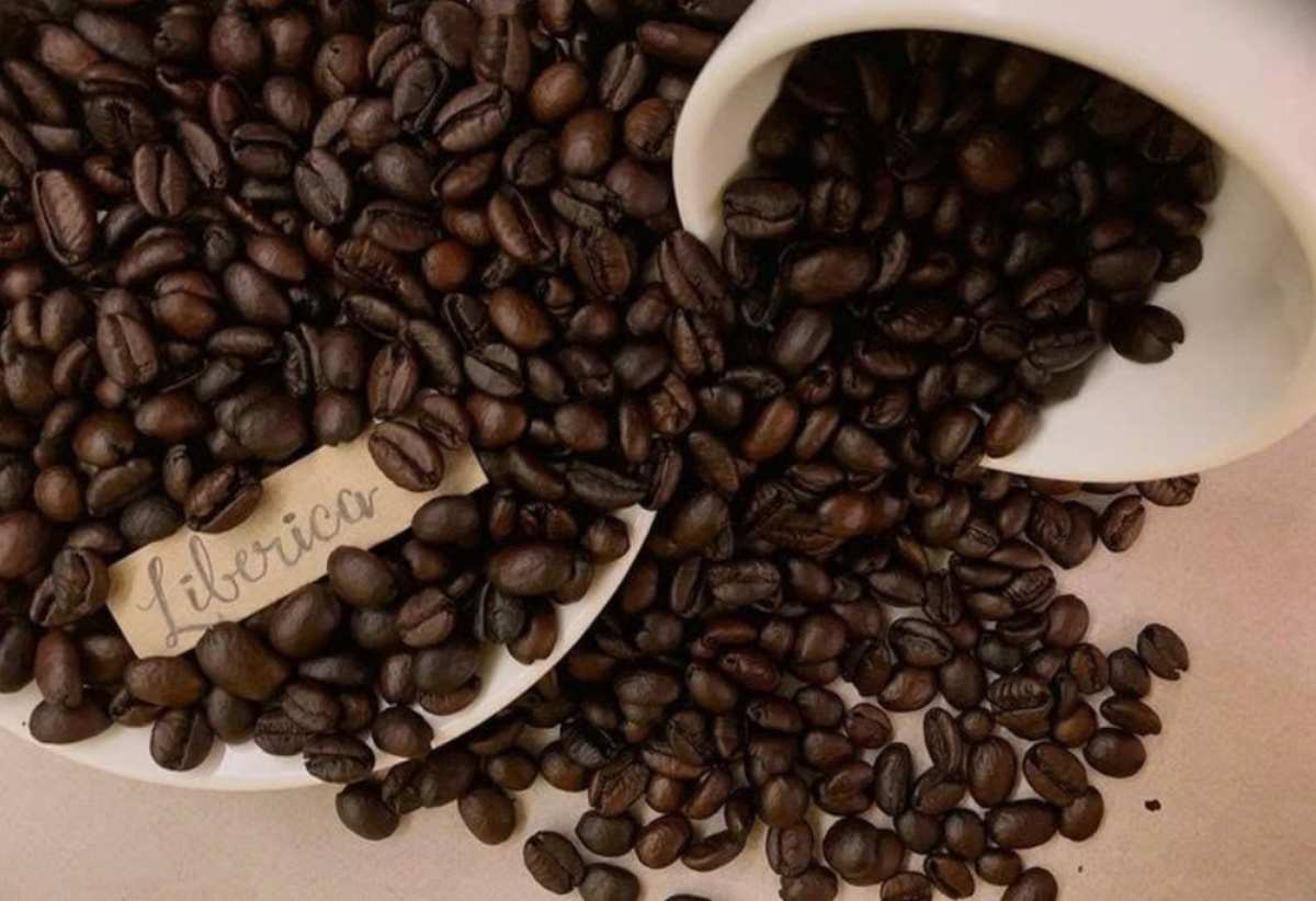 Cà phê Liberica