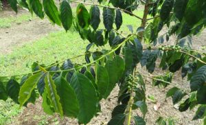 Cà phê bị tuyến trùng