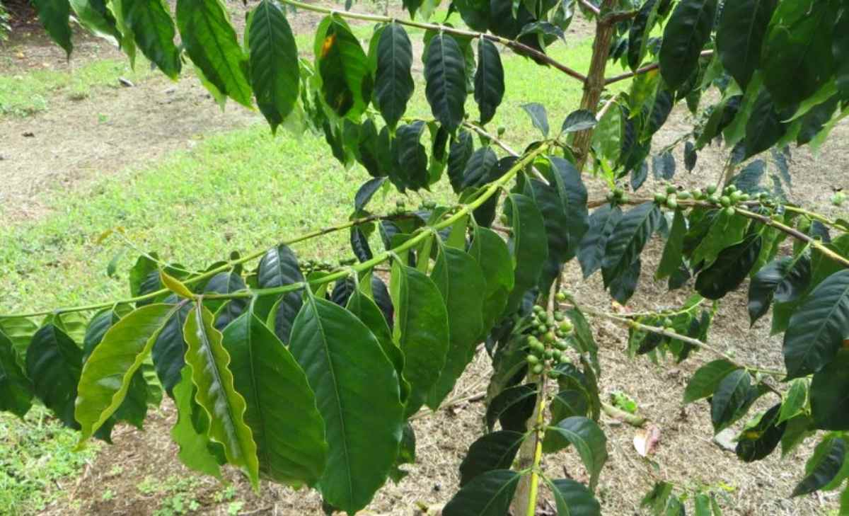 Cà phê bị tuyến trùng