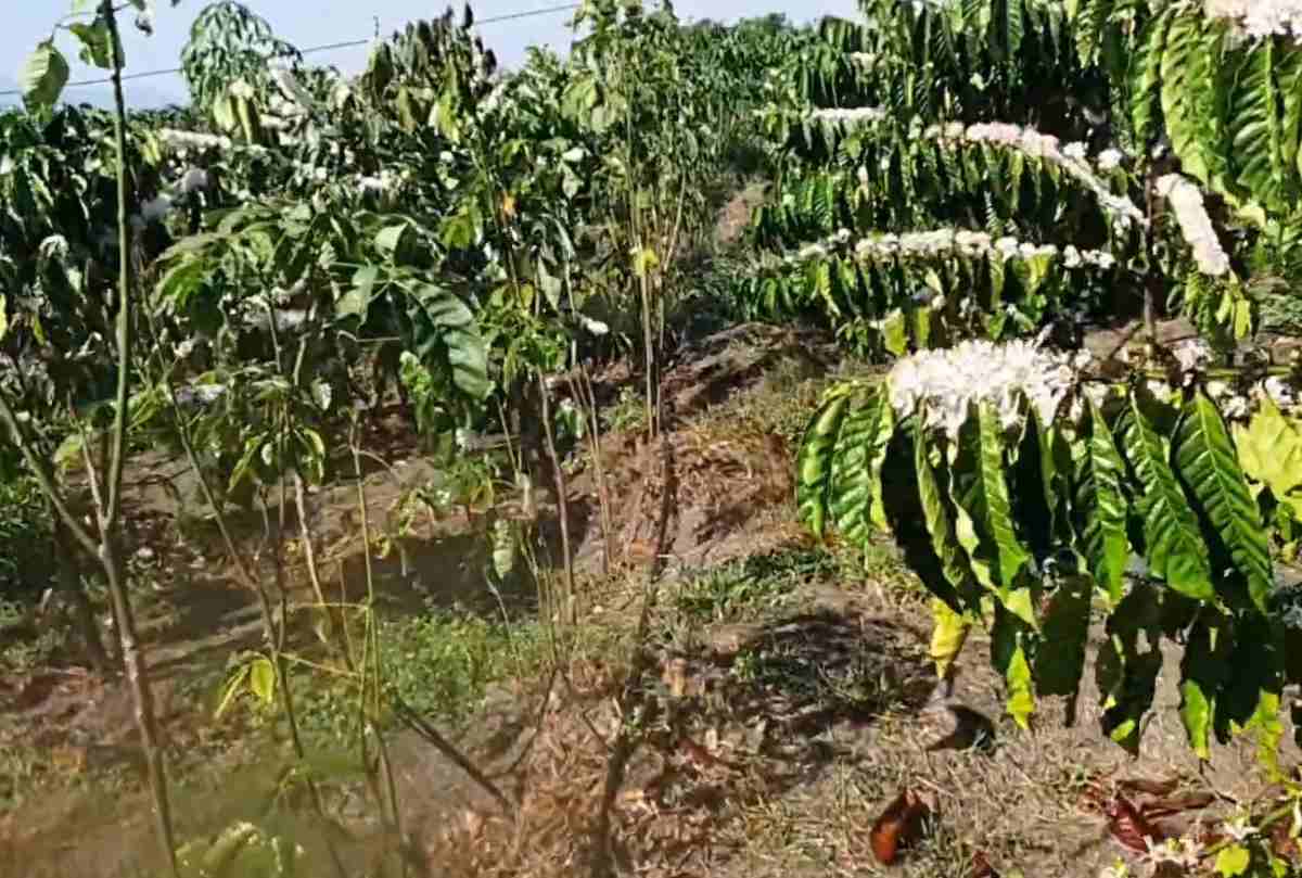 Cách tưới cà phê