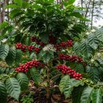 Tìm hiểu về giống cà phê Catimor