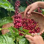 Các loại cây cà phê phổ biến ở Việt Nam