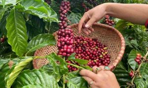 Cây cà phê Robusta của Việt Nam