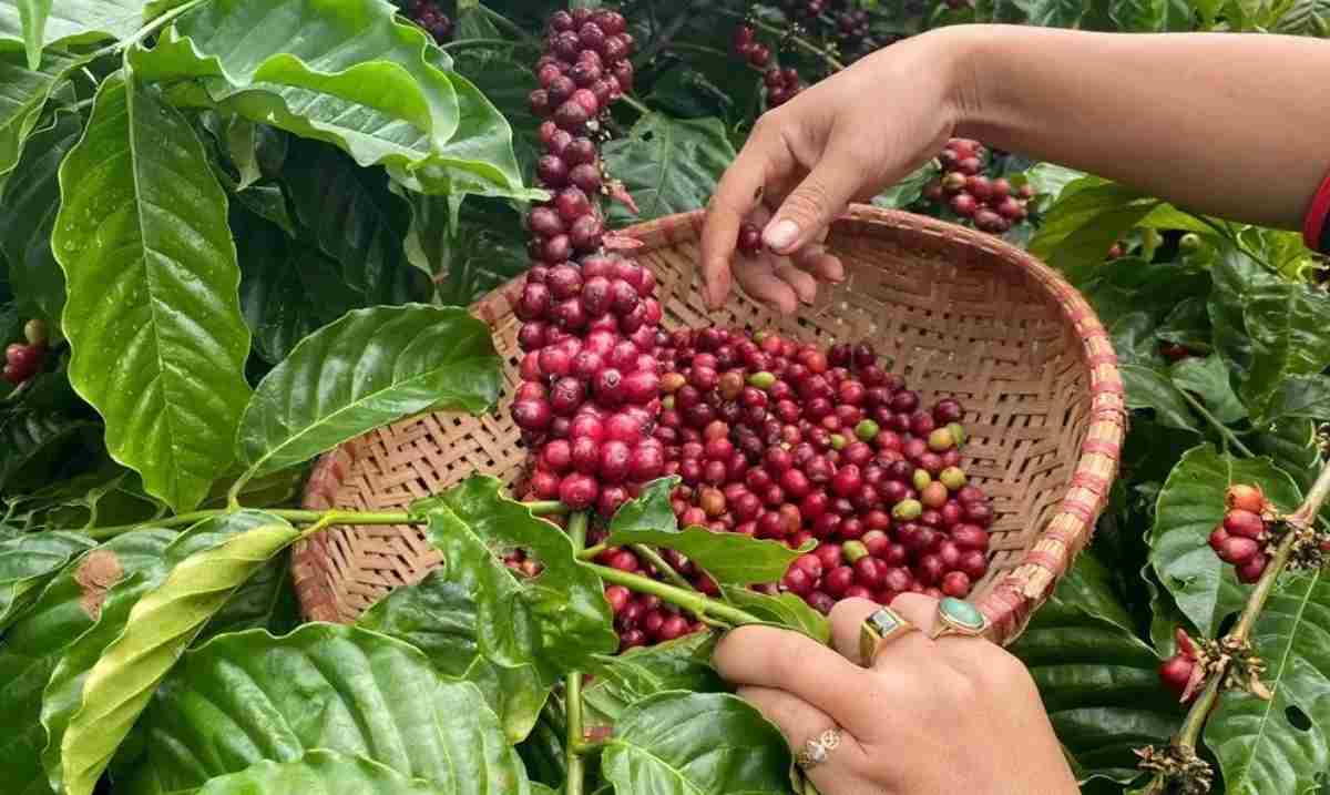 Cây cà phê Robusta của Việt Nam
