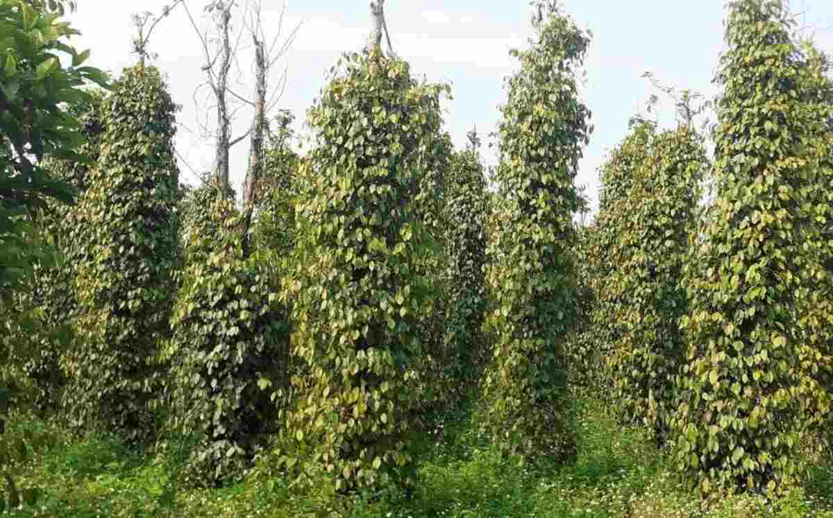 Cây hồ tiêu ra hoa